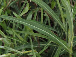 Sivun Sonchus maritimus subsp. aquatilis (Pourr.) Nym. kuva