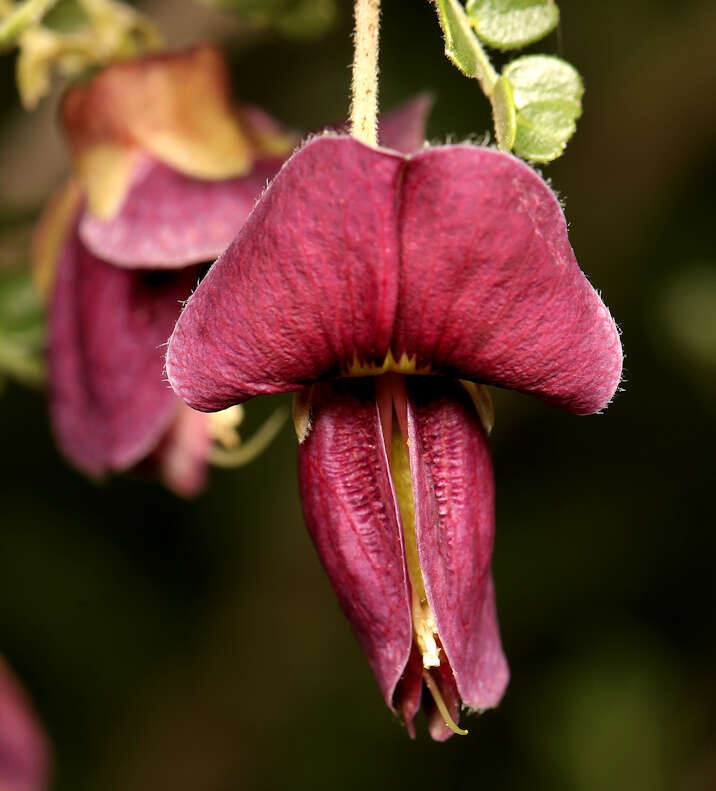 Image of Caterpillar bush