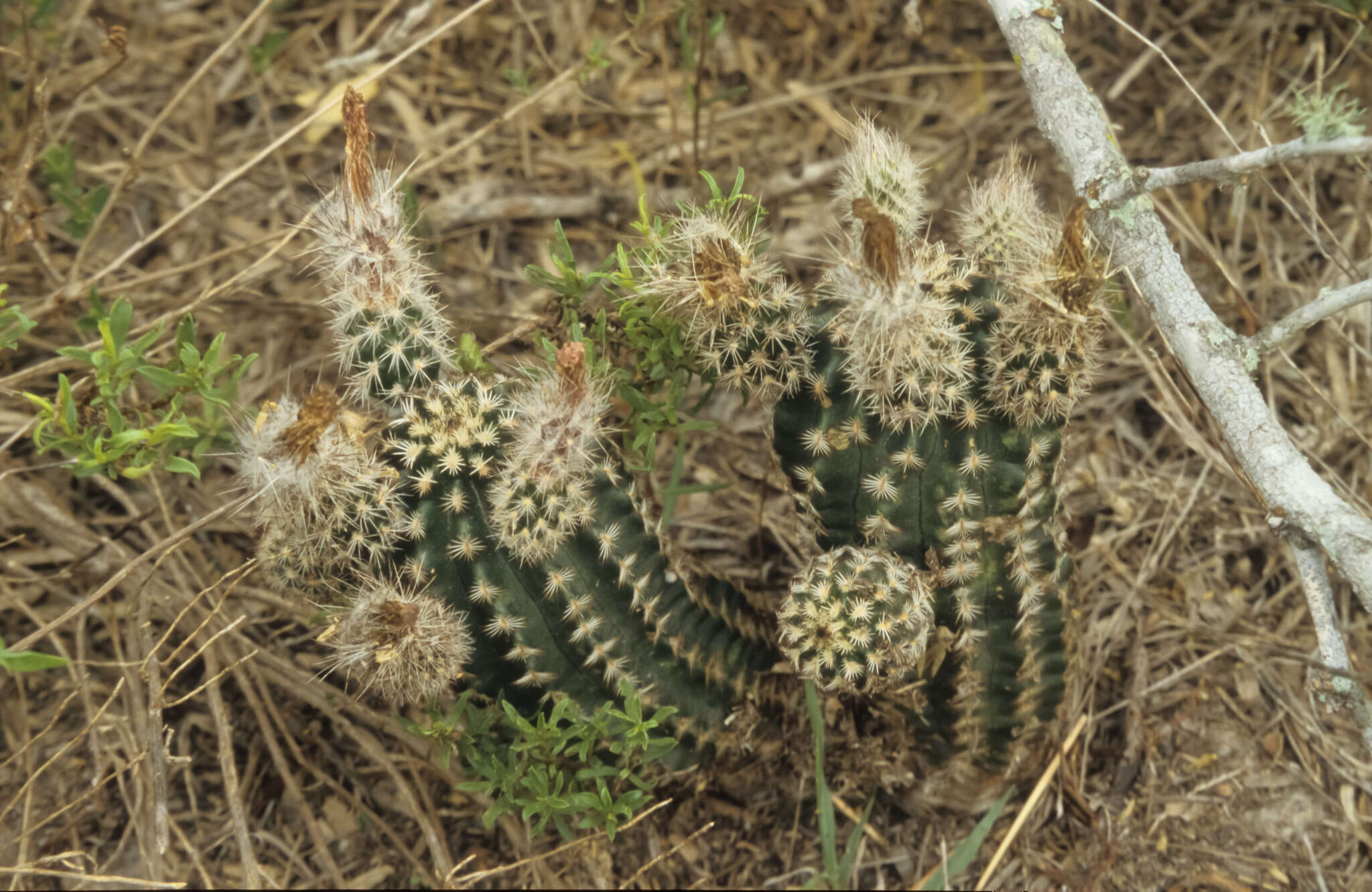 Image of Echinocereus fitchii subsp. albertii