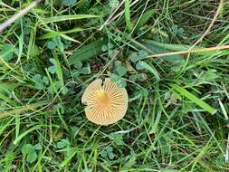 Hygrocybe chlorophana (Fr.) Wünsche 1877 resmi