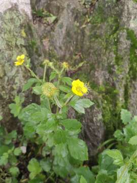 Image of Geum japonicum var. chinense F. Bolle