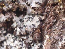 Image of hispid wreath lichen