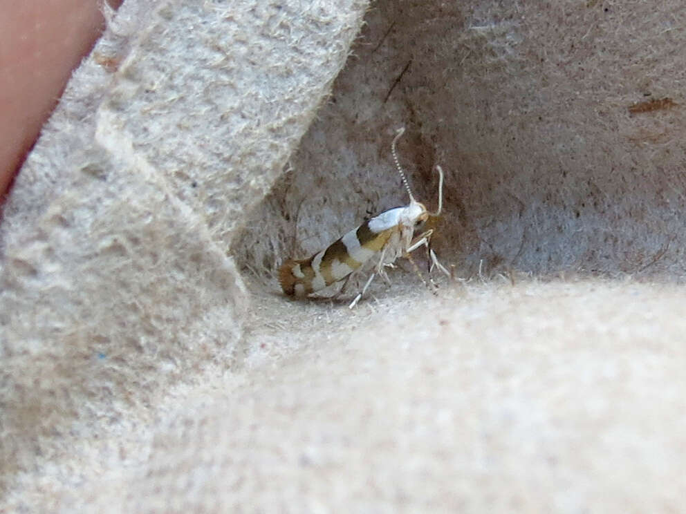 Image de Argyresthia calliphanes Meyrick 1913