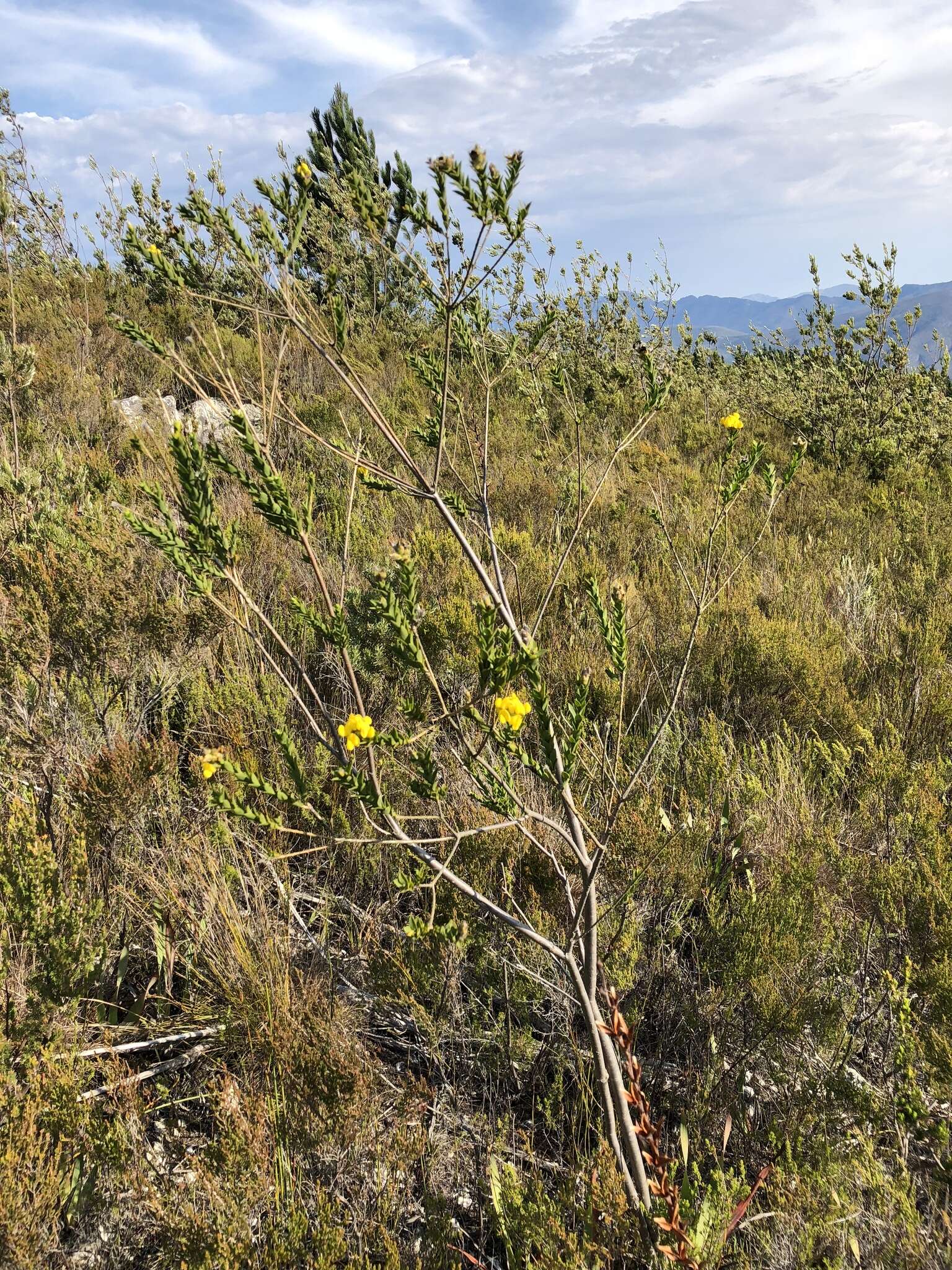 Слика од <i>Liparia hirsuta</i>