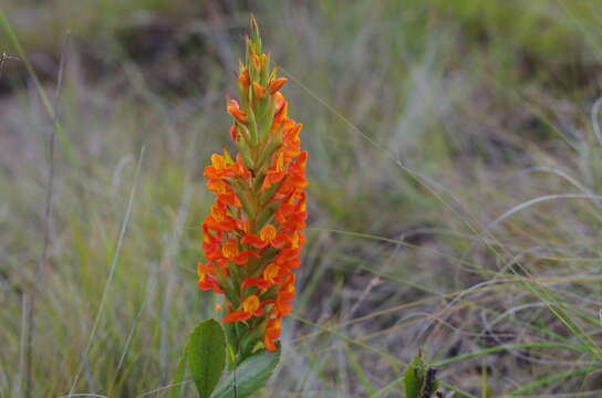 Disa incarnata Lindl. resmi