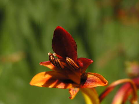 Image of zigzag crocosmia