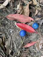 Image of quandong