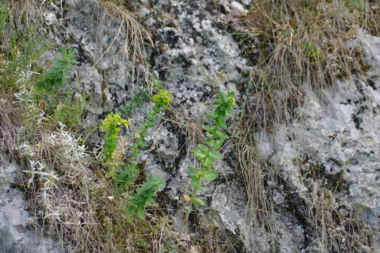 Image of urban spurge