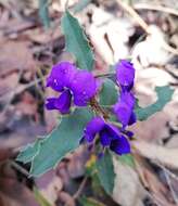 Image of Holly-leaved Hovea