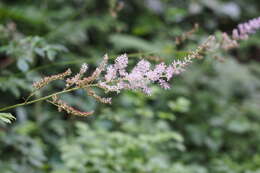 Image of Astilbe microphylla Knoll