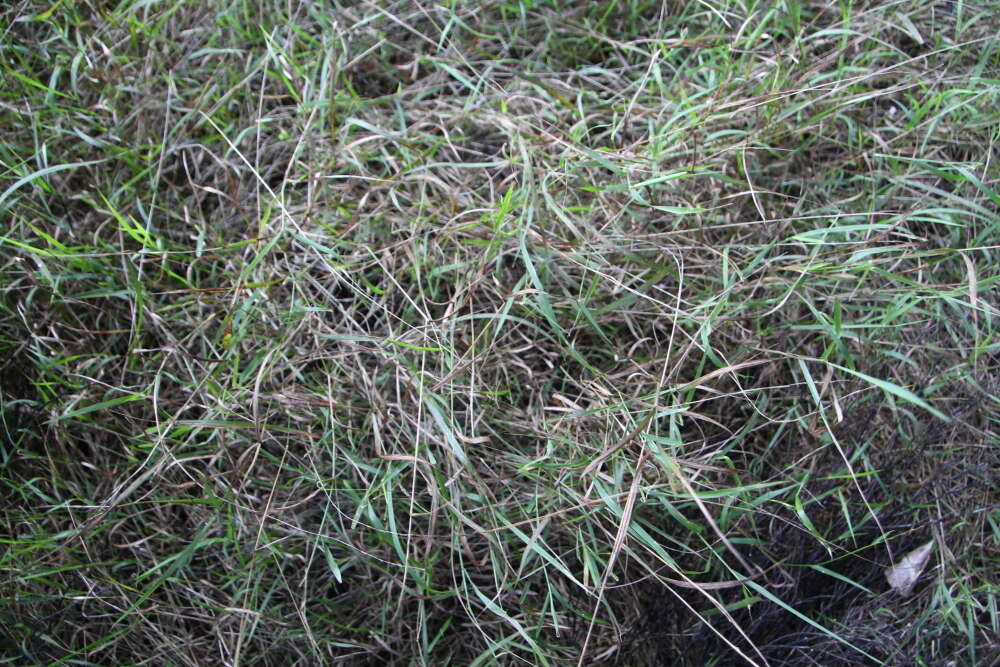 Image of Weeping Grass