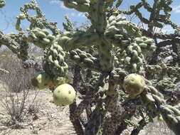 Image of Cylindropuntia cholla (F. A. C. Weber) F. M. Knuth