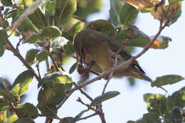 Слика од Leiothlypis celata sordida (Townsend & CH 1890)