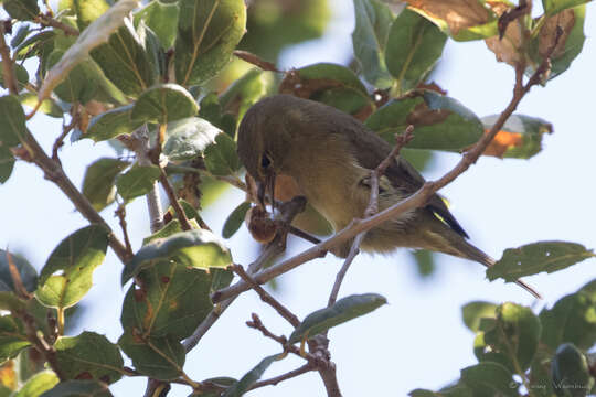 Leiothlypis celata sordida (Townsend & CH 1890) resmi