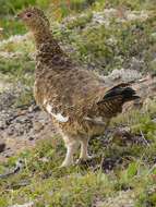 Image of Willow Grouse and Red Grouse