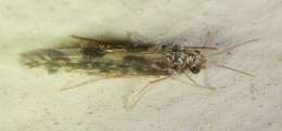 Image of Salt and Pepper Microcaddis