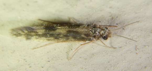 Image of Salt and Pepper Microcaddis