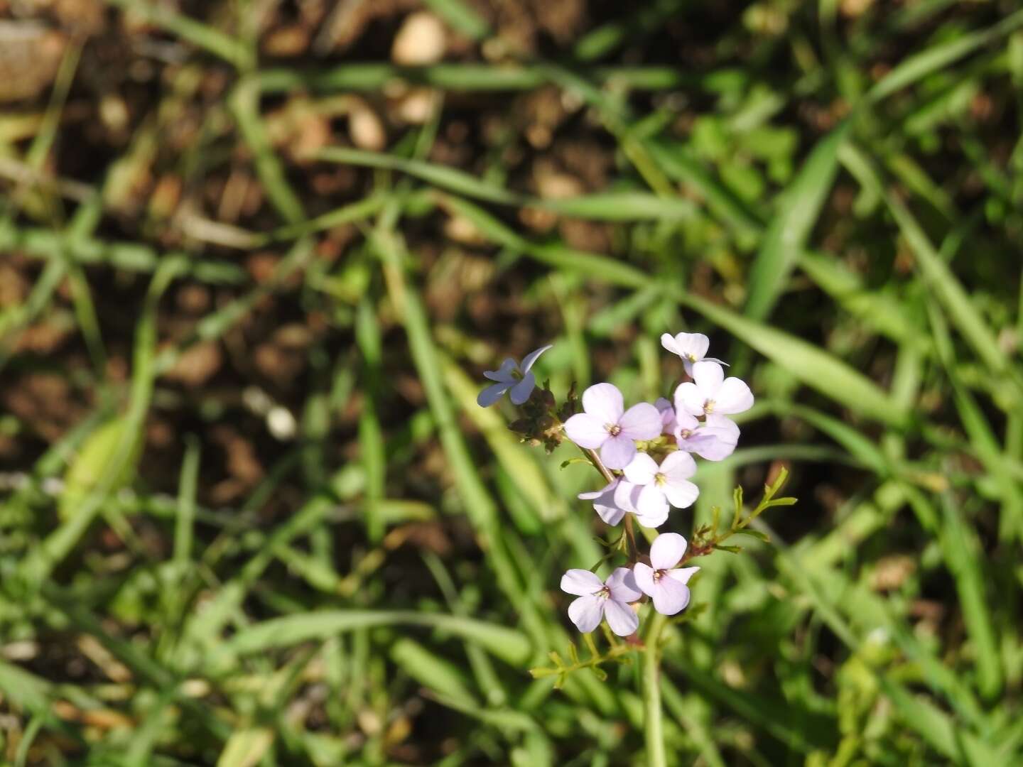 Image de Erucaria rostrata (Boiss.) A. W. Hill ex Greuter & Burdet