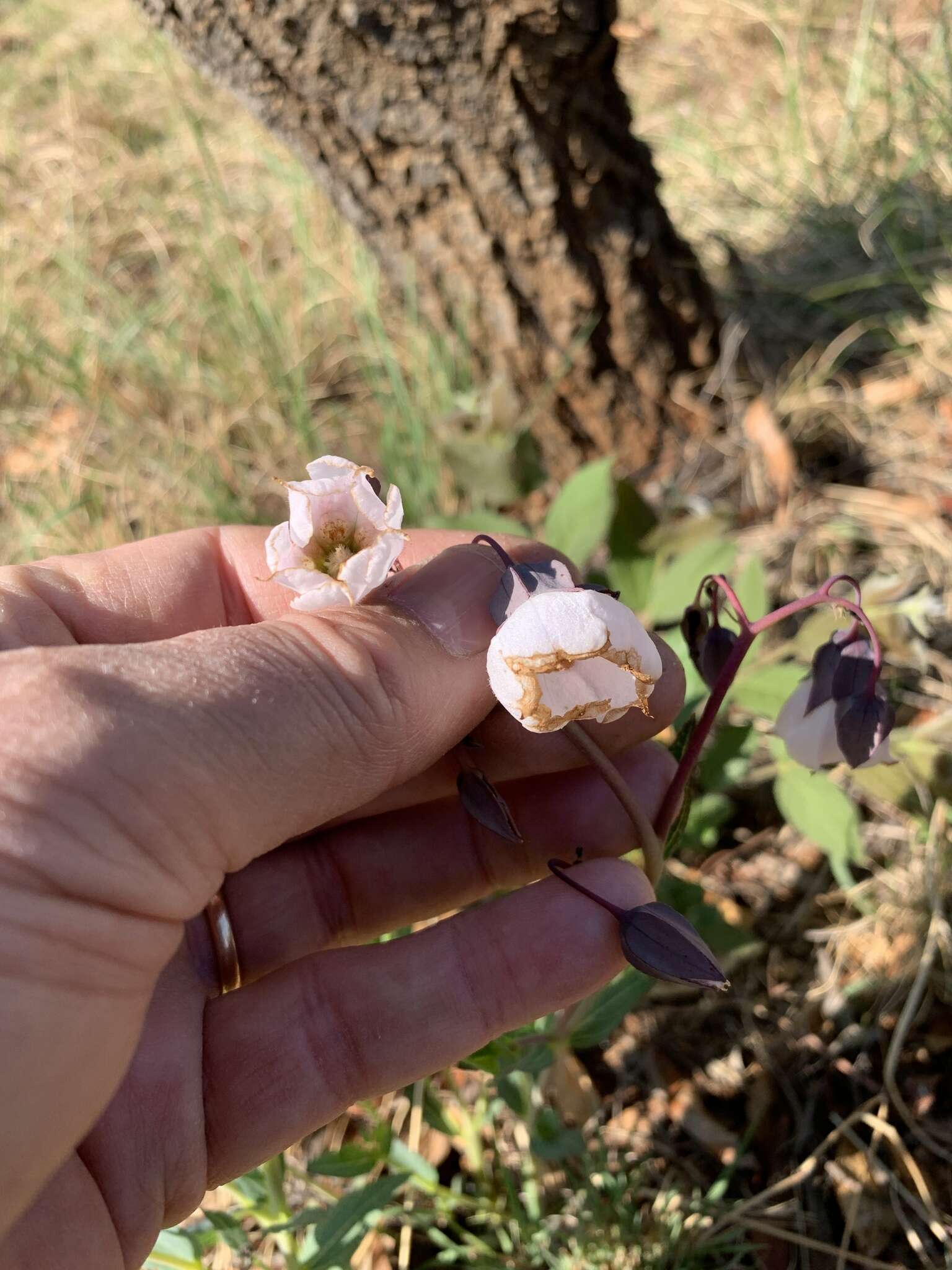 Imagem de Trichodesma physaloides (Fenzl) A. DC.