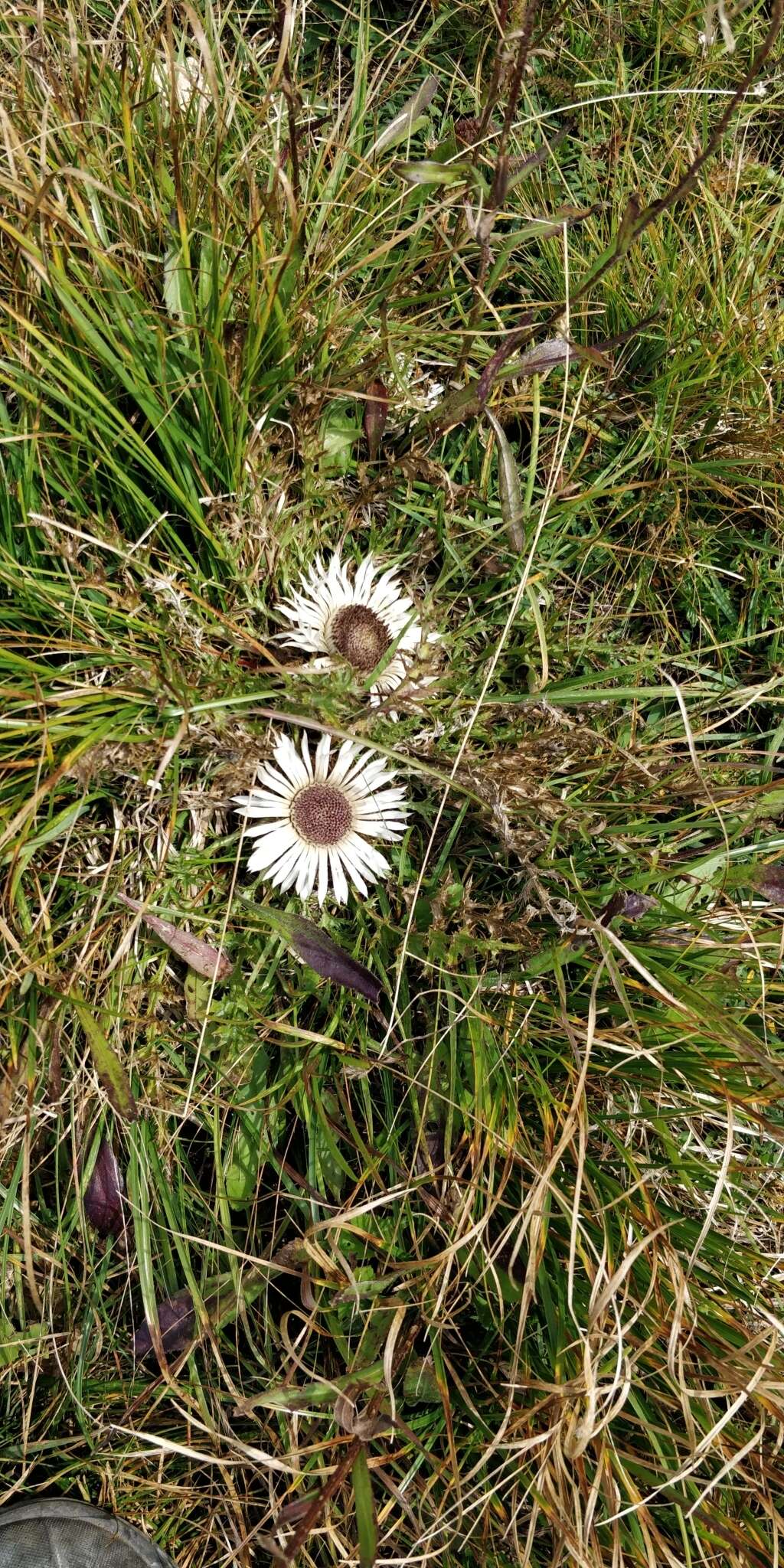 Plancia ëd Carlina acaulis subsp. acaulis