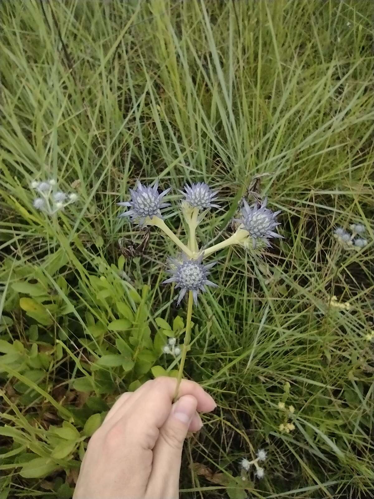 Eryngium junceum Cham. & Schltdl. resmi