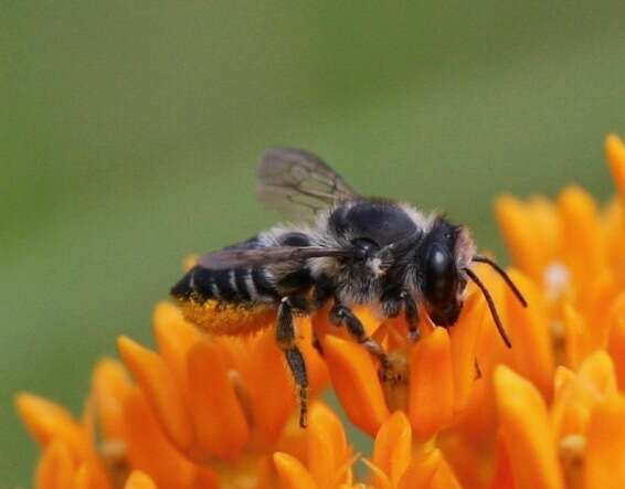 Image of Flat-tailed Leaf-cutter Bee