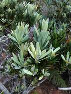 Image of Broad-leaved Yellowwood