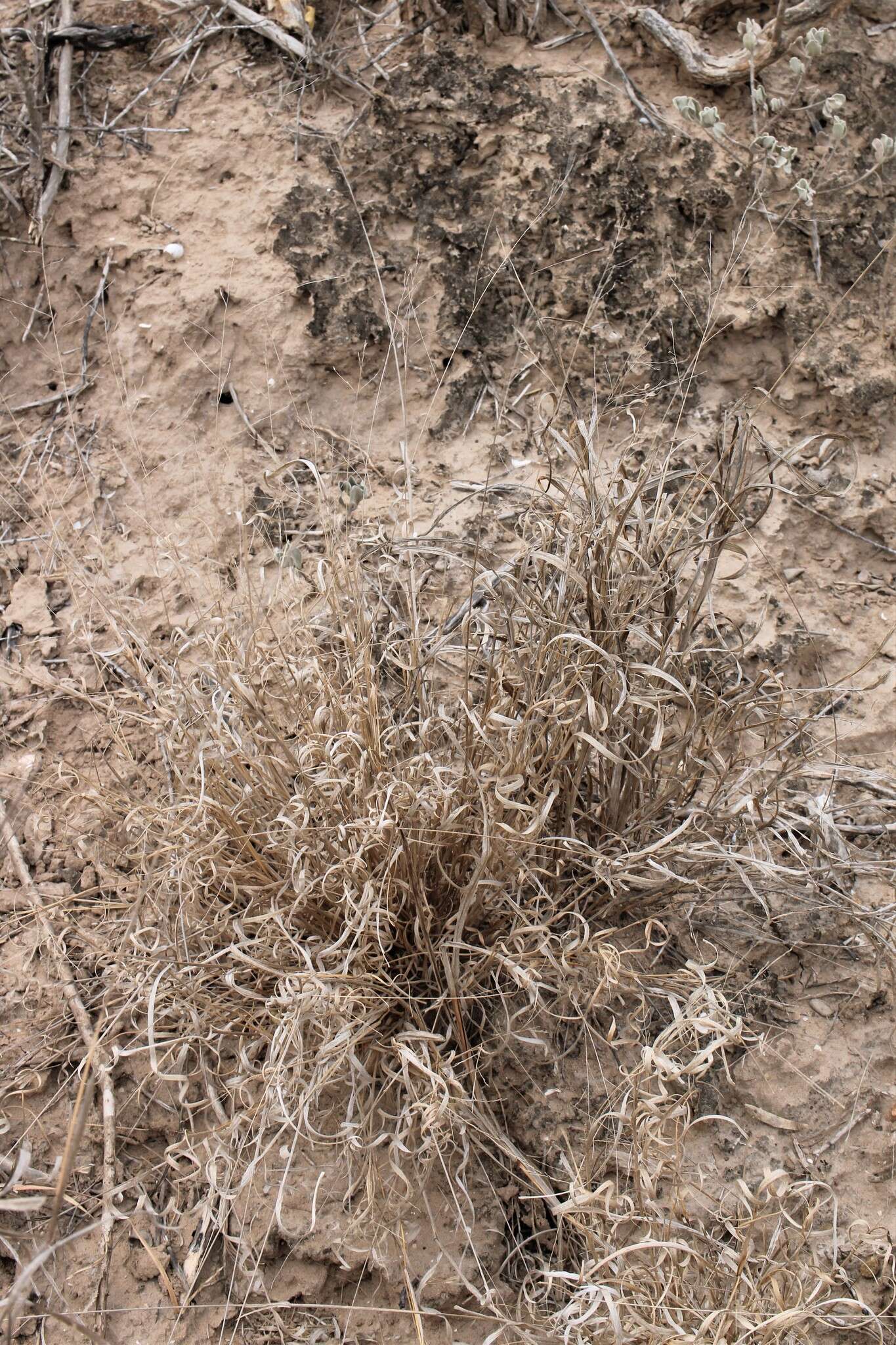 Image of Hall's panicgrass