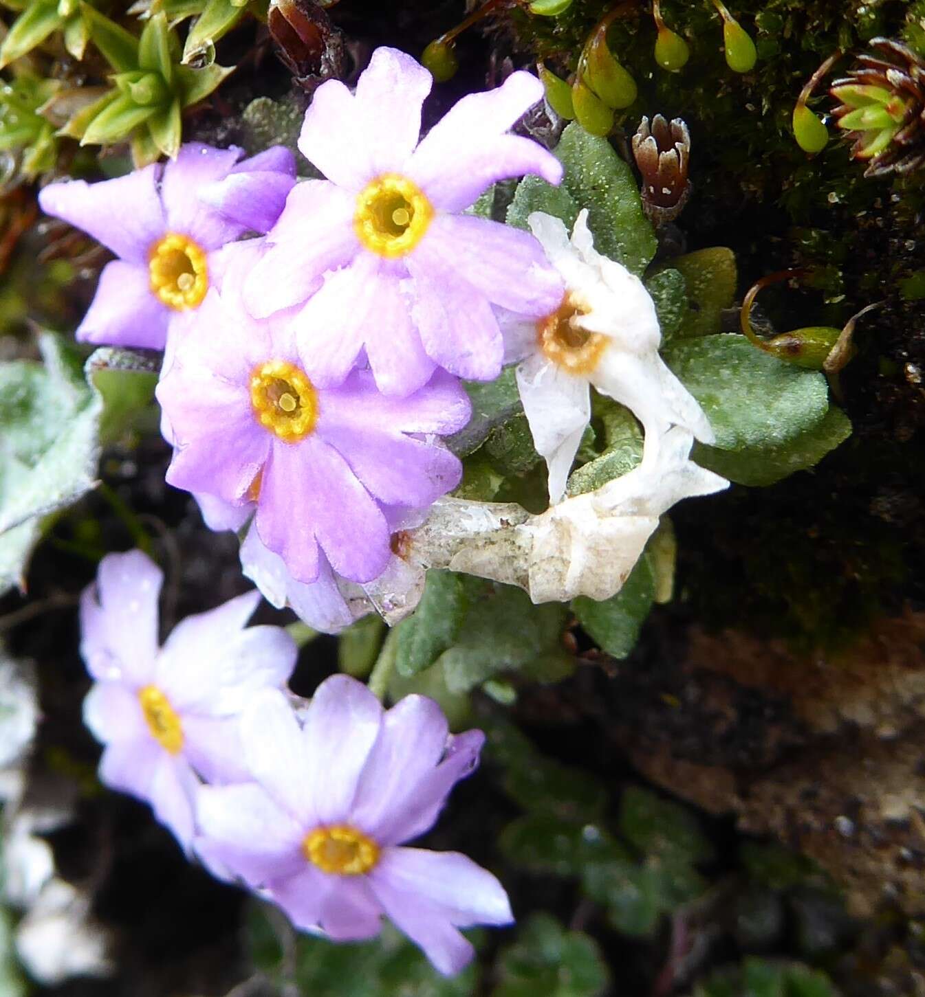 Primula concinna Watt resmi