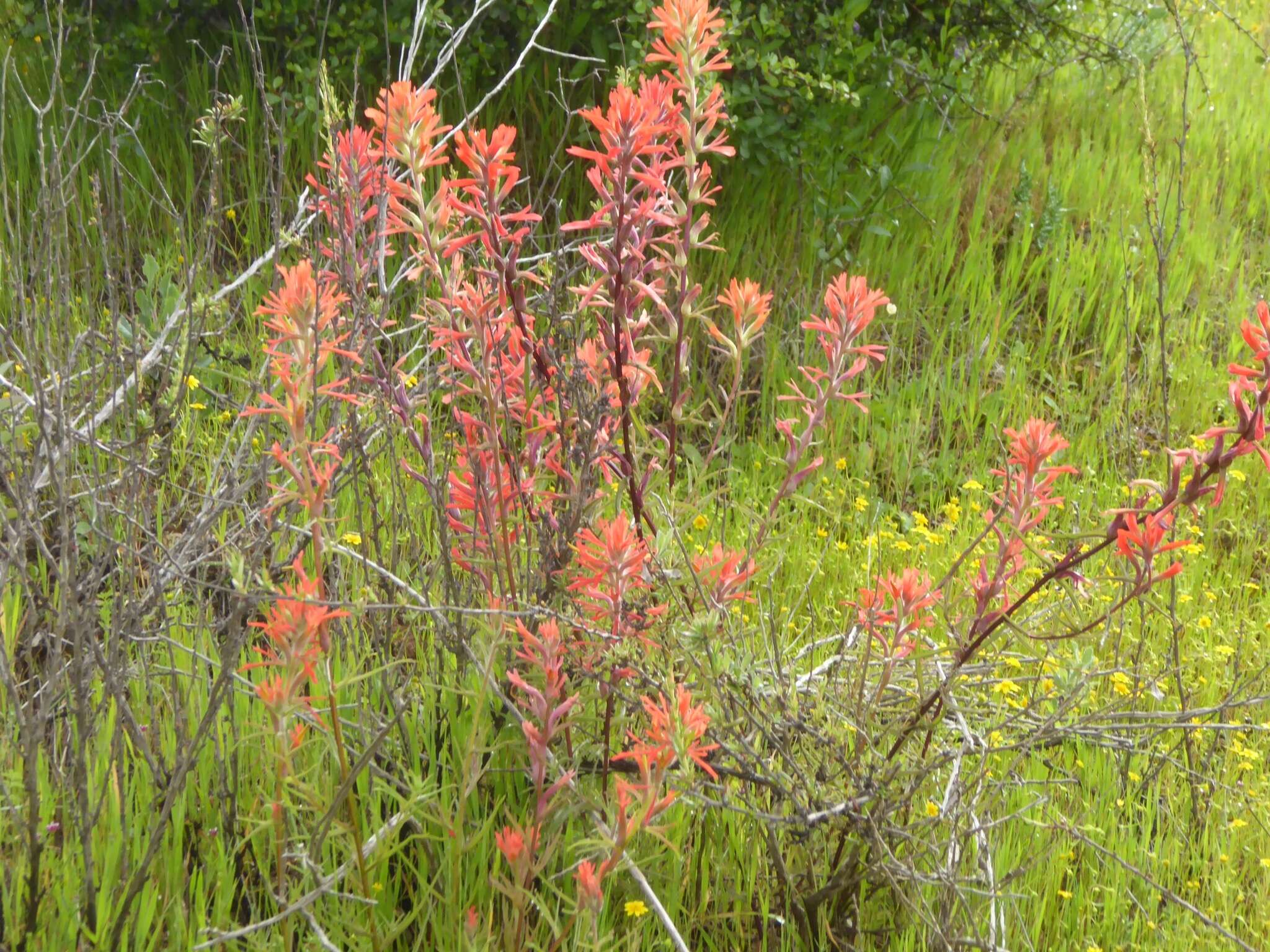 Image of coast Indian paintbrush