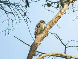 Image of Freckle-breasted Woodpecker