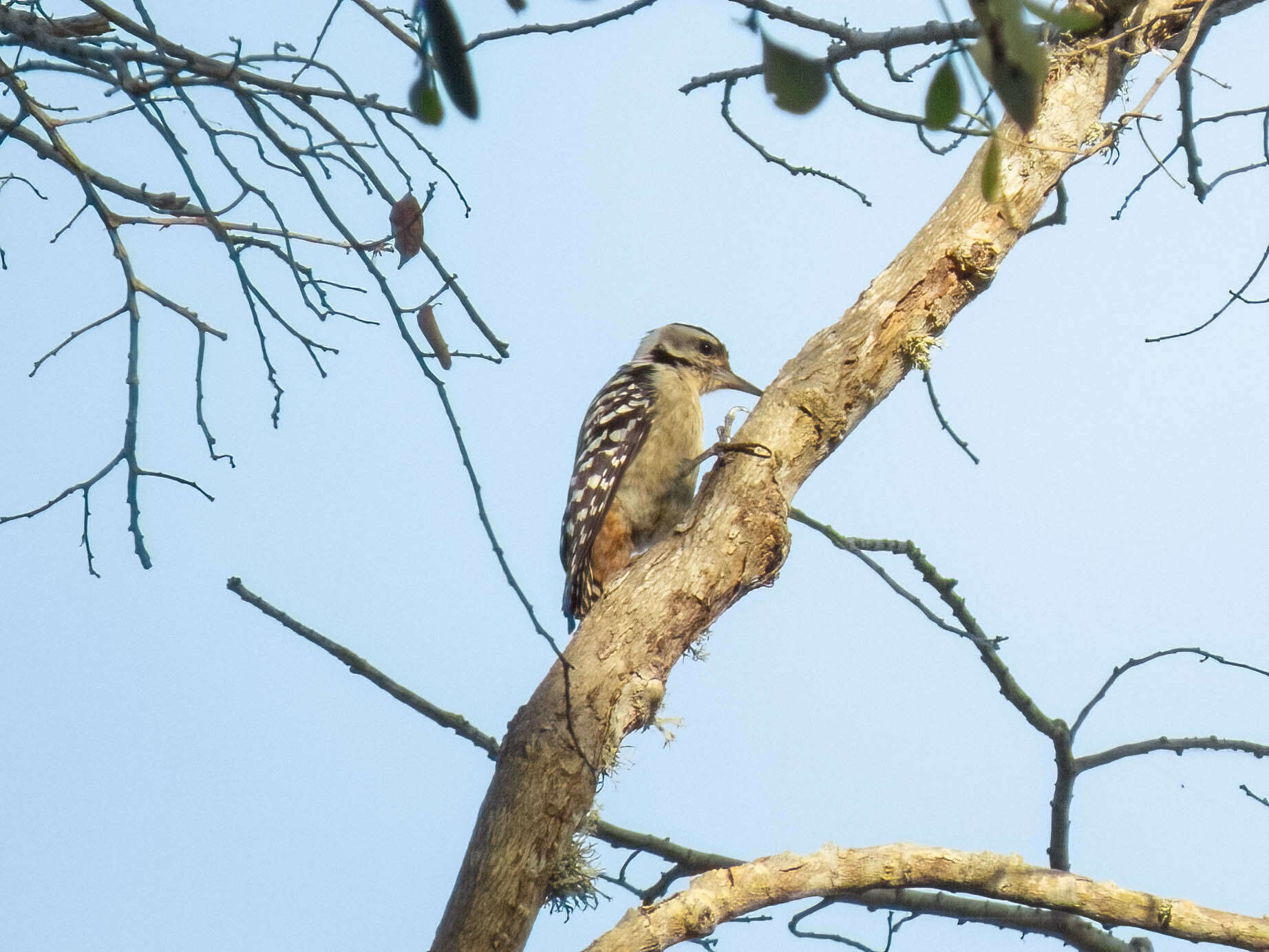 Image of Freckle-breasted Woodpecker