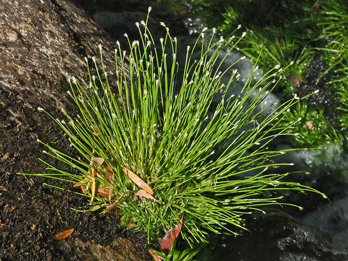 Imagem de Eleocharis limosa (Schrad.) Schult.