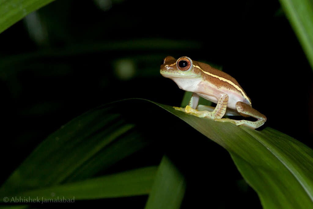 Imagem de Rhacophorus lateralis Boulenger 1883