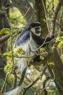 Image of Colobus guereza gallarum Neumann 1902