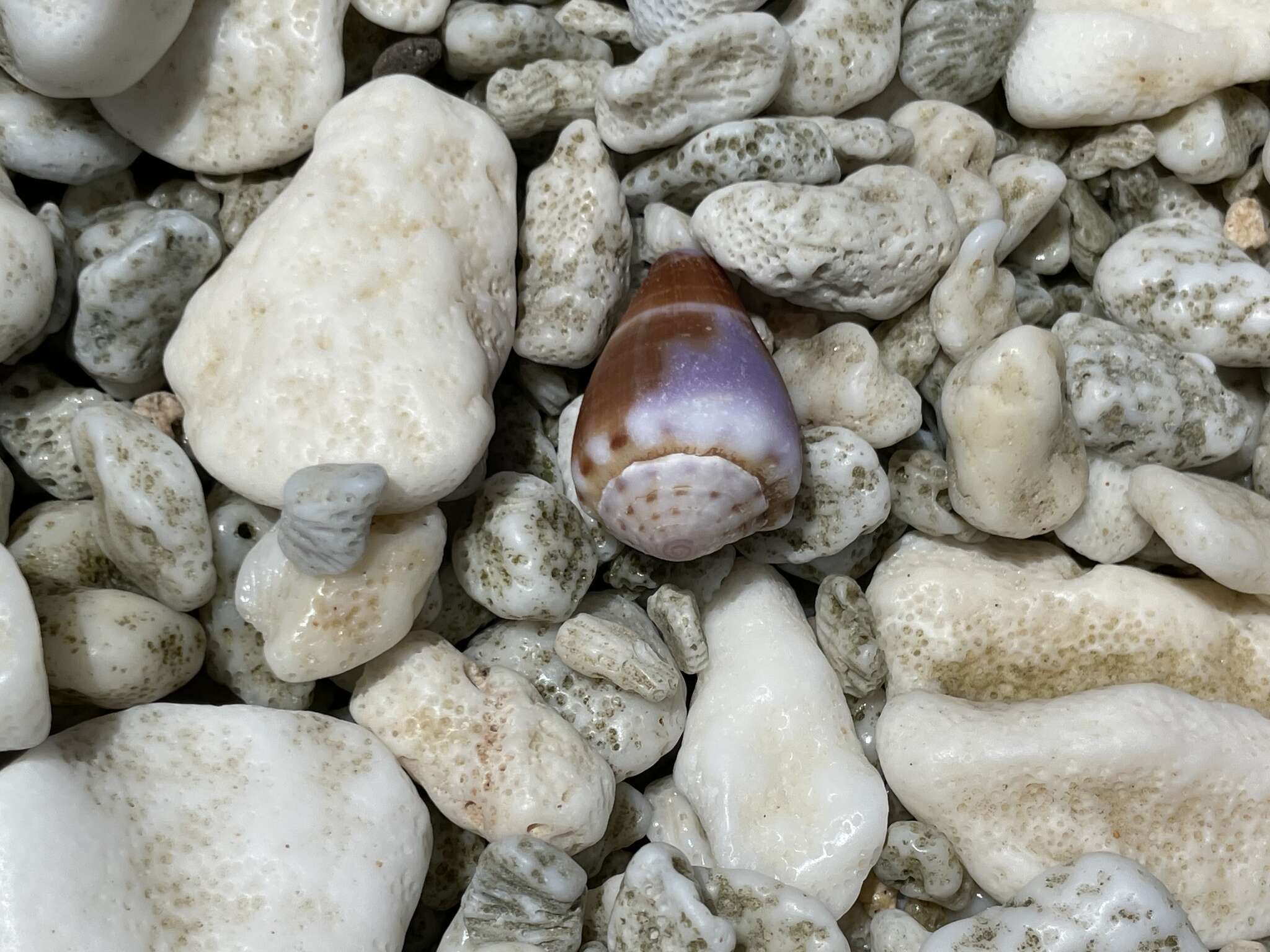 Image of Conus diadema G. B. Sowerby I 1834