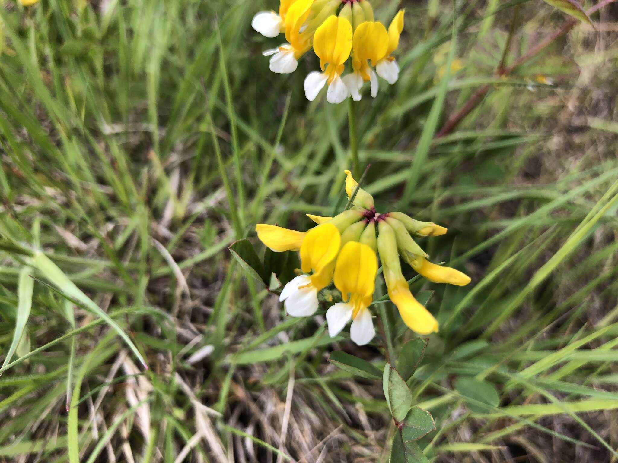 Image de Hosackia pinnata (Hook.) Abrams