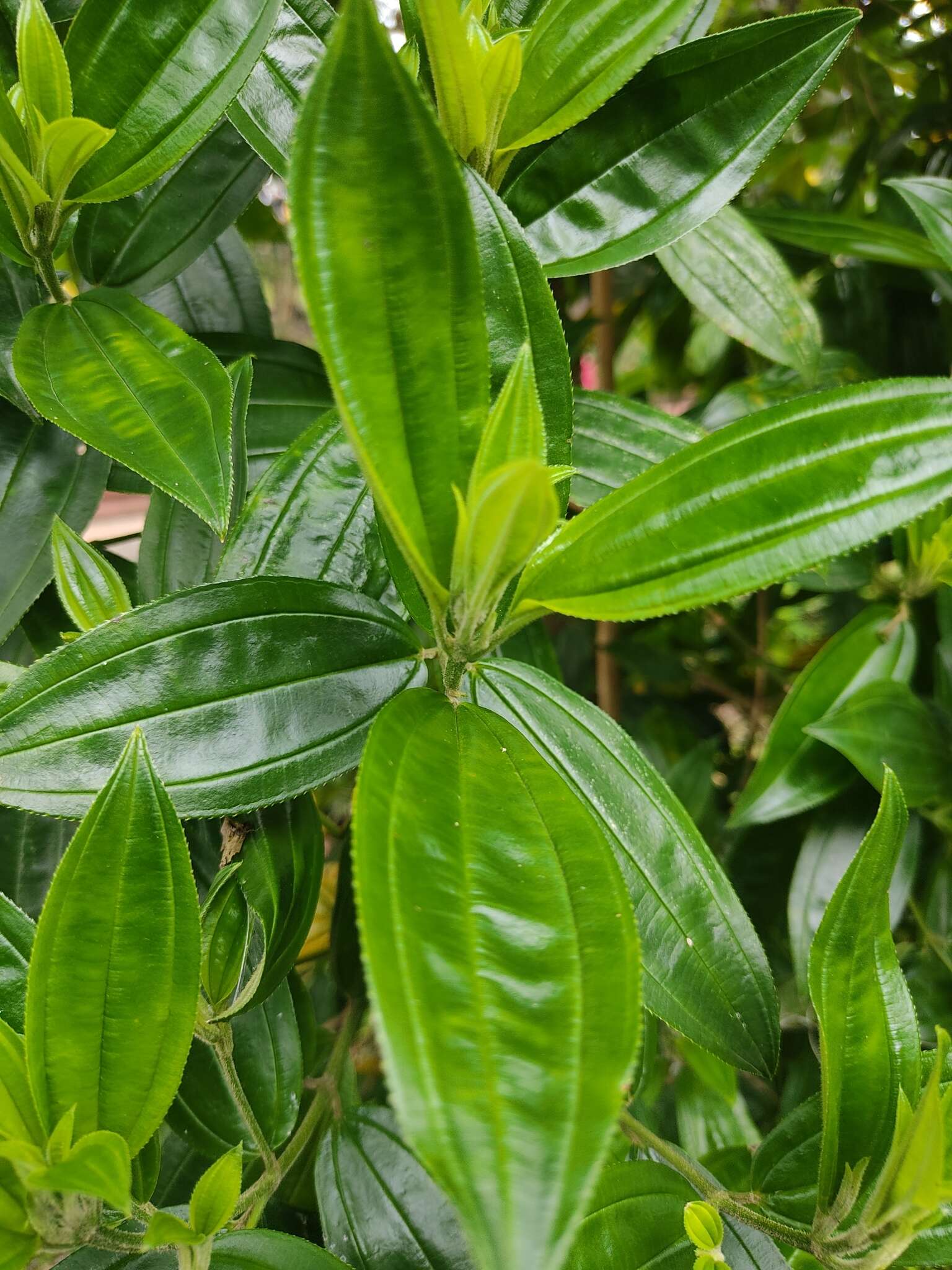 Imagem de Meriania speciosa (Humb. & Bonpl.) Naud.