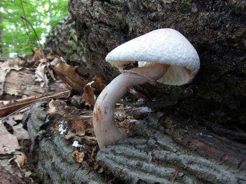 Image of Leucoagaricus americanus (Peck) Vellinga 2000