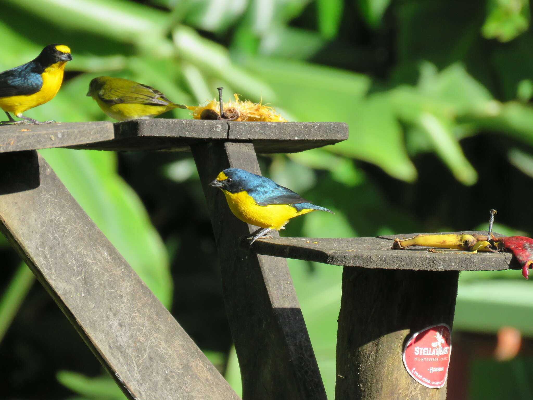 Image of Yellow-throated Euphonia