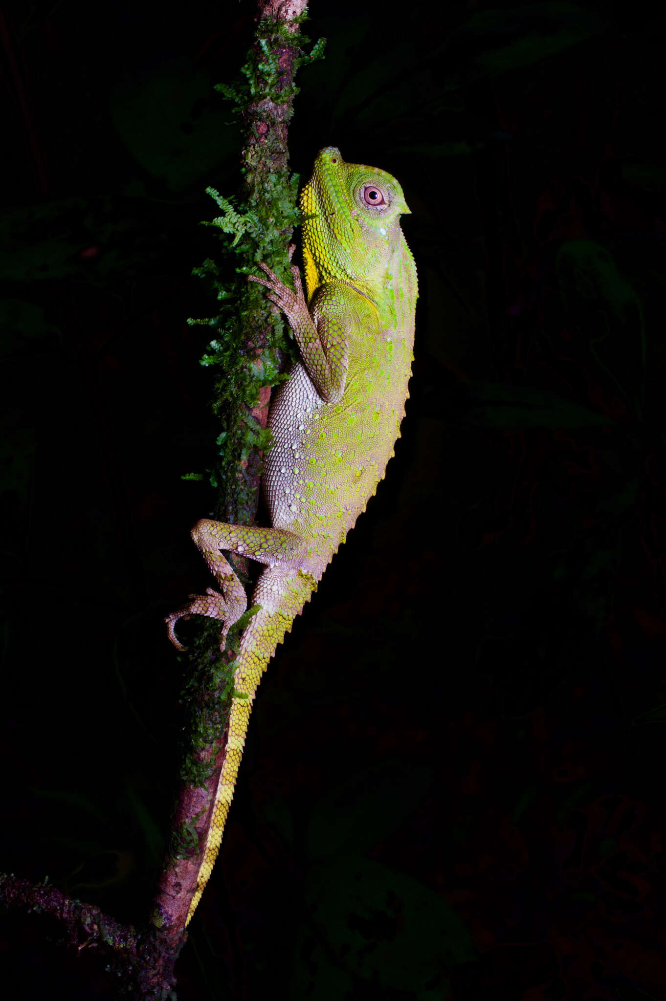 Image of LyreShead Lizard