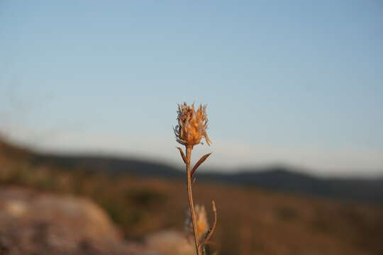 Centaurea sterilis Stev. resmi