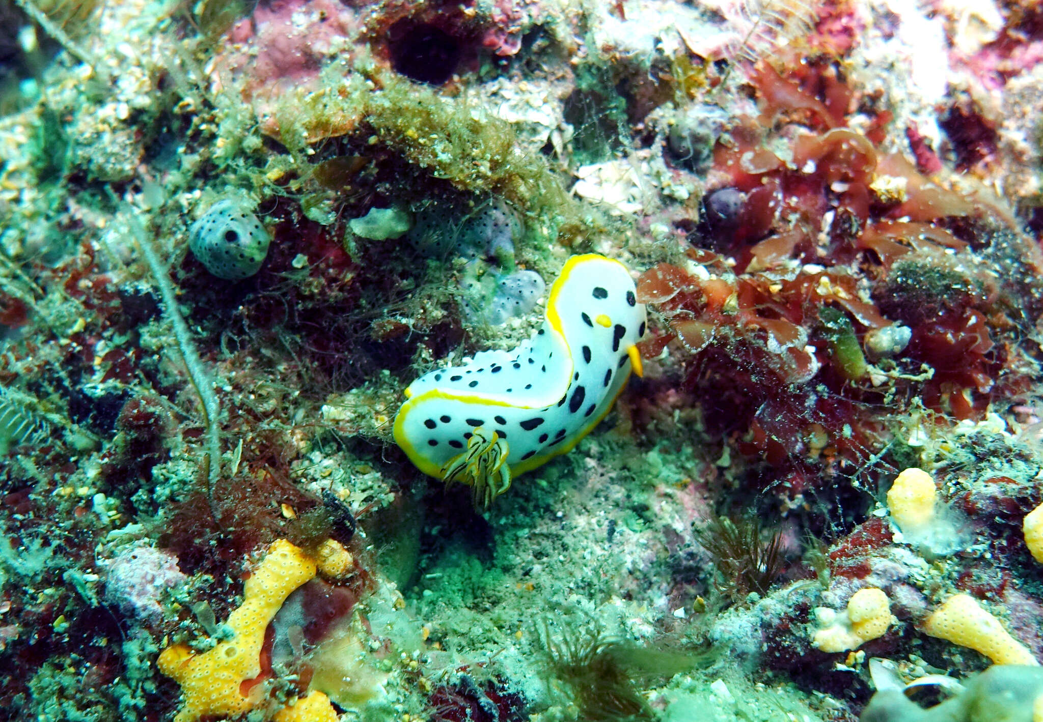 Image de Chromodoris orientalis Rudman 1983