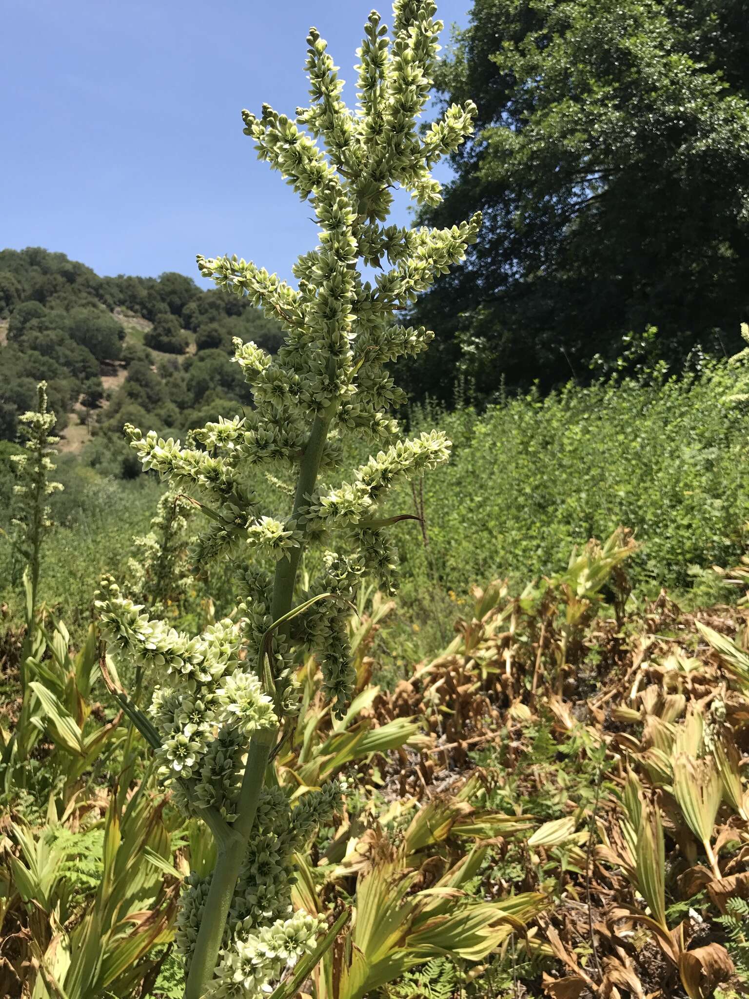 Image de Veratrum californicum var. californicum