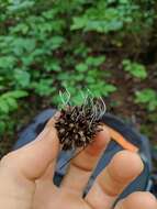 Imagem de Xylaria liquidambaris J. D. Rogers, Y. M. Ju & F. San Martín 2002