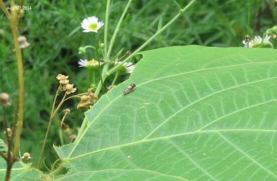 Image of Eurasian Hemp Moth