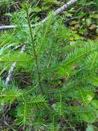 Image of Siberian Fir