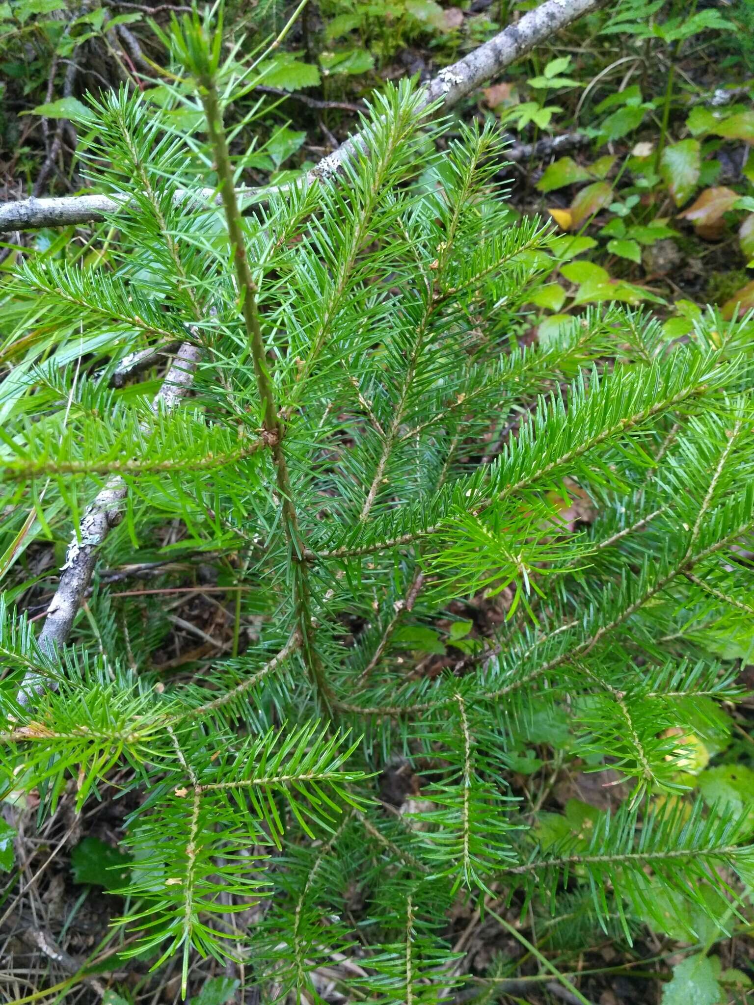 Image of Siberian Fir