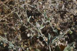 Image of cottony buckwheat