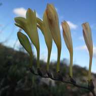 Image of common freesia